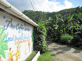 Rainforest Walk - click to enlarge